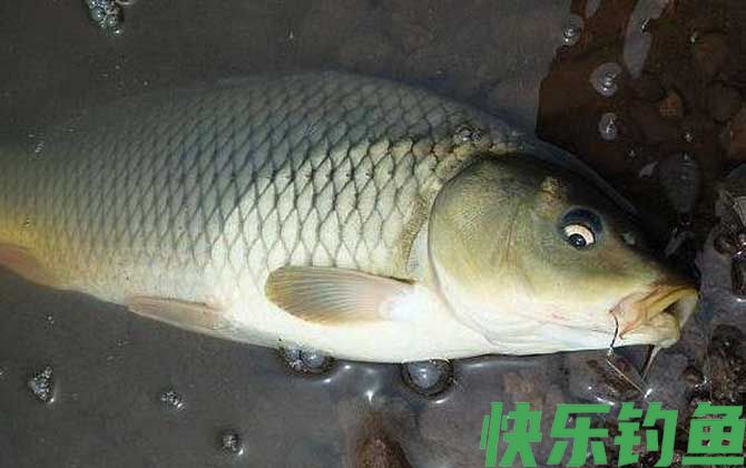 冬天钓鲤鱼什么时间钓最好？(图4)