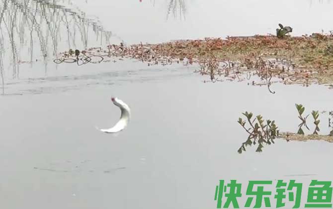二月份适合钓鱼吗?(图3) 二月份适合钓鱼吗?(图3)