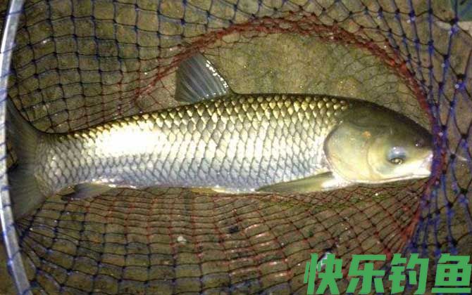 草鱼钓法实用技巧大全(图9)