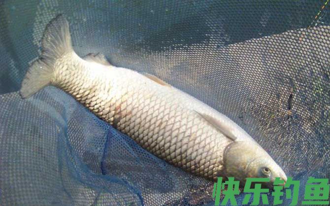 草鱼钓法实用技巧大全(图3)