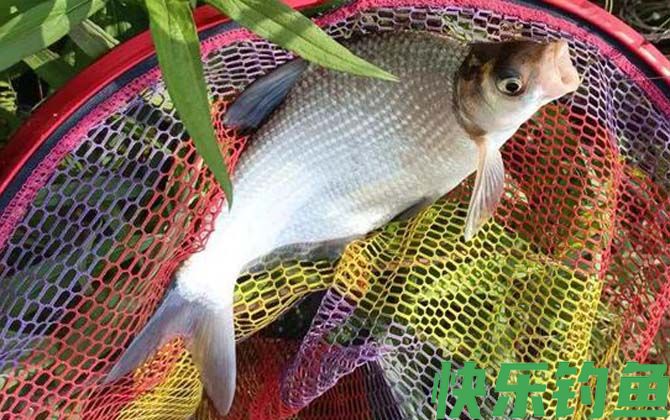 野钓鳊鱼钓底还是钓浮?(图3) 野钓鳊鱼钓底还是钓浮?(图3)
