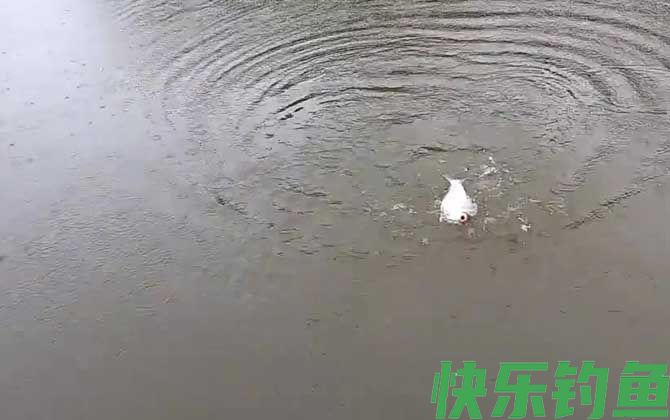 野钓鳊鱼钓底还是钓浮?(图4) 野钓鳊鱼钓底还是钓浮?(图4)
