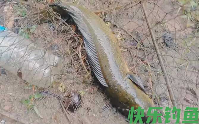 七星鱼怎么钓才容易上钩？(图3)
