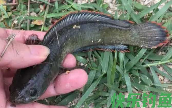 七星鱼怎么钓才容易上钩？(图5)