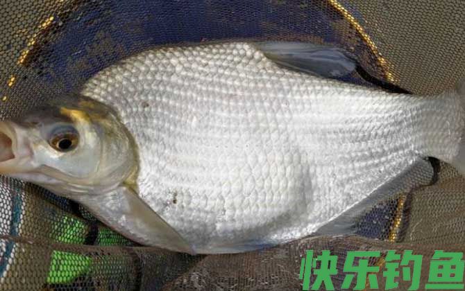 谷麦钓调漂找底有什么技巧?(图3) 谷麦钓调漂找底有什么技巧?(图3)