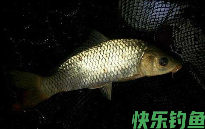 夜钓鲤鱼深水还是浅水好?(图3) 夜钓鲤鱼深水还是浅水好?(图3)