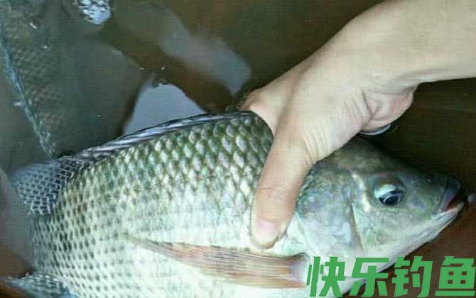野钓大罗非钓多深合适？(图4)