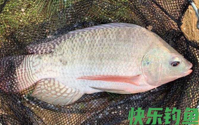 野钓大罗非钓多深合适？(图1)