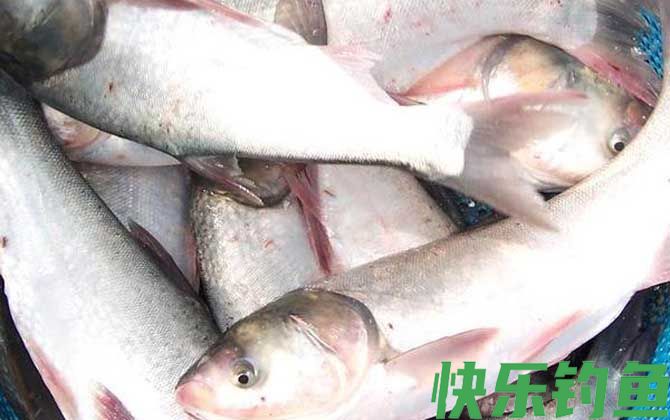 鲢鱼的钓法及注意事项(图2)