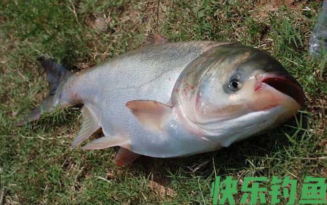 鲢鱼的钓法及注意事项(图5)
