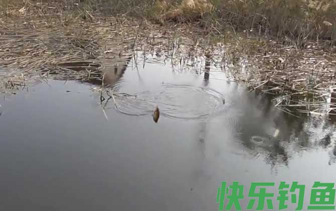 早春钓鱼什么风向好？(图4)