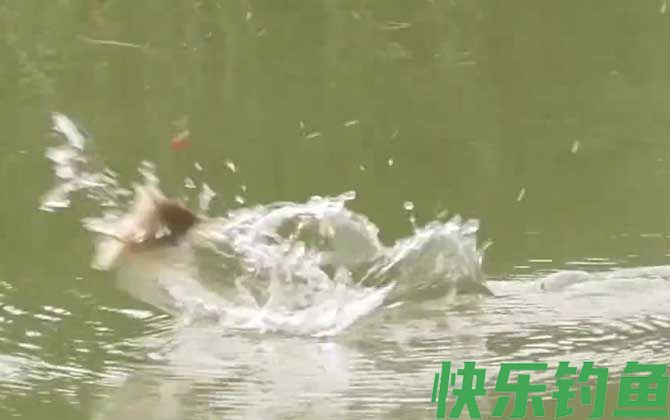 五月钓鱼什么时间最好？(图3)