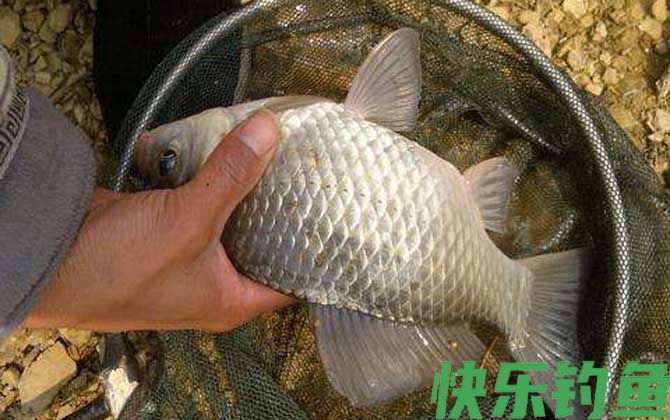 水库钓鲫鱼实用技巧(图2)
