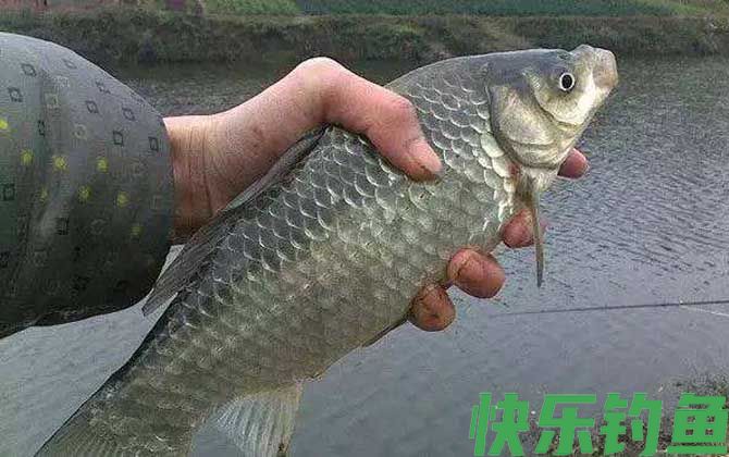 夏天钓鲫鱼怎么选钓点？(图5)