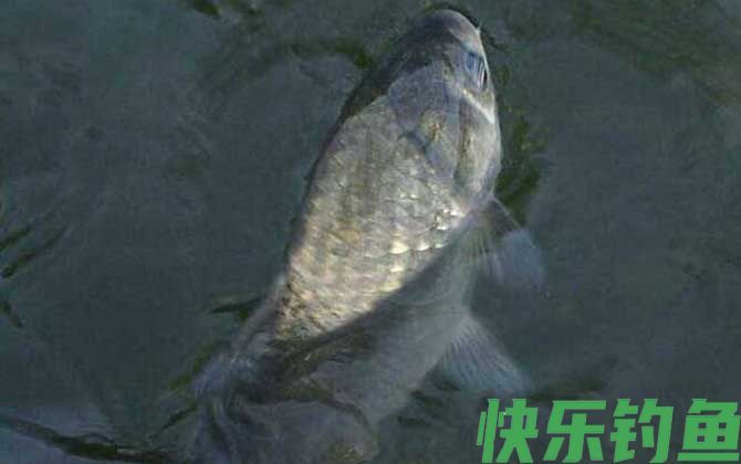 夏天钓鲫鱼怎么选钓点？(图6)