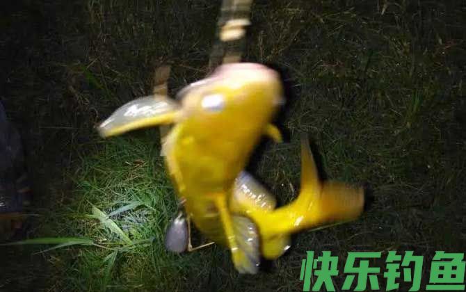 什么天气适合钓黄颡鱼？(图4)