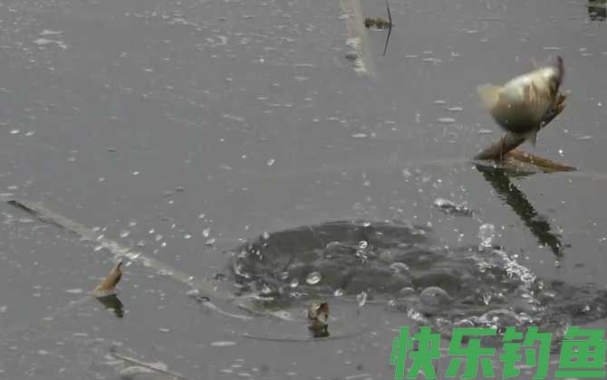 初秋钓鱼钓深水还是浅水？(图2)