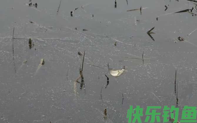 初秋钓鱼钓深水还是浅水？(图4)