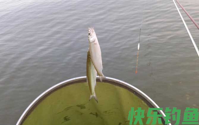一天中钓白条的最佳时间(图2)