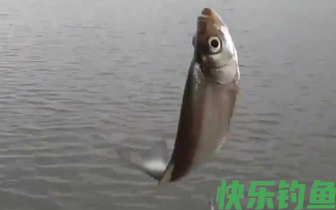 一天中钓白条的最佳时间(图5)