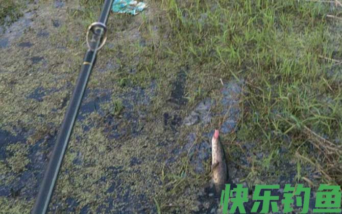 路亚钓法需要打窝吗？(图2)