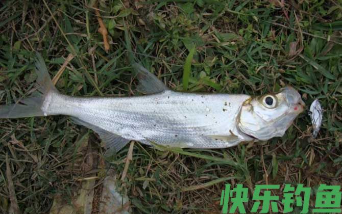 路亚钓法需要打窝吗？(图3)