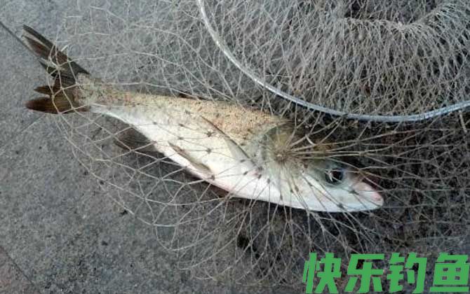花鲢怎么钓上鱼快？(图3)