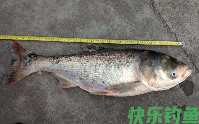 花鲢怎么钓上鱼快？(图4)
