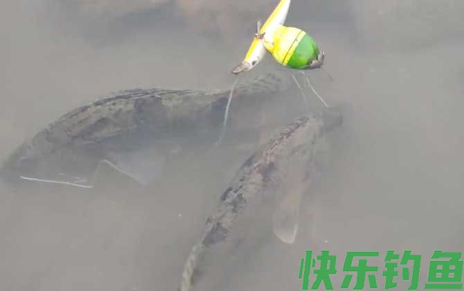 钓鳜鱼钓水深还是水浅好？(图3)