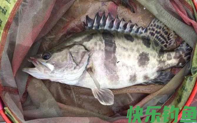 钓鳜鱼钓水深还是水浅好？(图2)