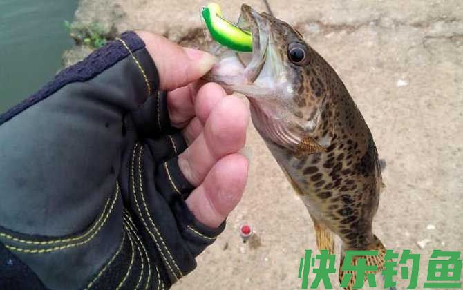 钓鳜鱼钓水深还是水浅好？(图4)