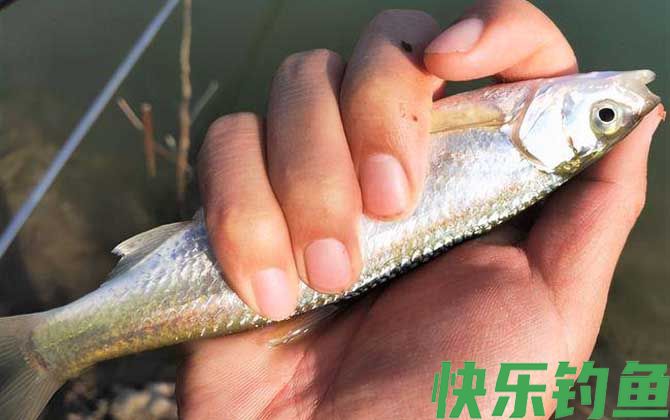 钓白条鱼什么时候提竿？(图1)