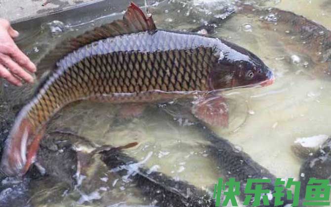 钓鲤鱼如何调漂才好？(图3)