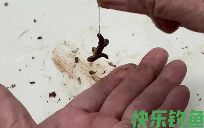 野钓用蚯蚓钓底还是钓浮？(图1)