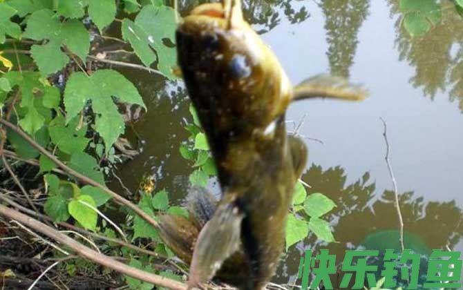 野钓用蚯蚓钓底还是钓浮？(图4)