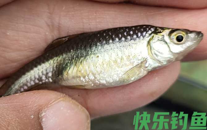 避开麦穗鱼钓大鲫鱼的绝招(图3)