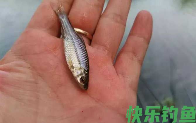 避开麦穗鱼钓大鲫鱼的绝招(图2)
