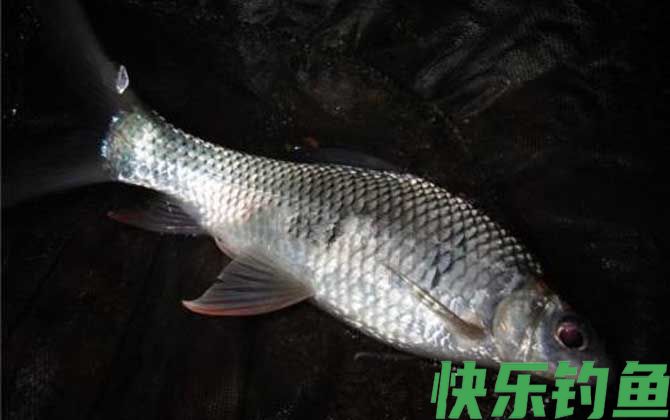 广东钓鲮鱼几月份最佳？(图2)