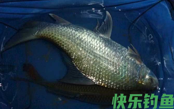 广东钓鲮鱼几月份最佳？(图4)