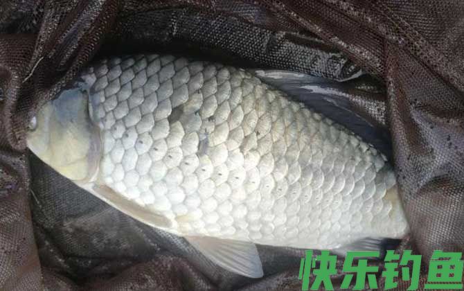 夏季钓鱼水草太多怎么处理？(图2)