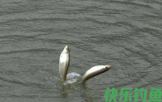 一月份什么鱼好钓?(图4) 一月份什么鱼好钓?(图4)