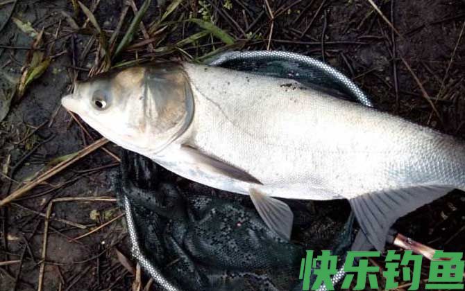 钓鳙鱼实用技巧大全(图1)