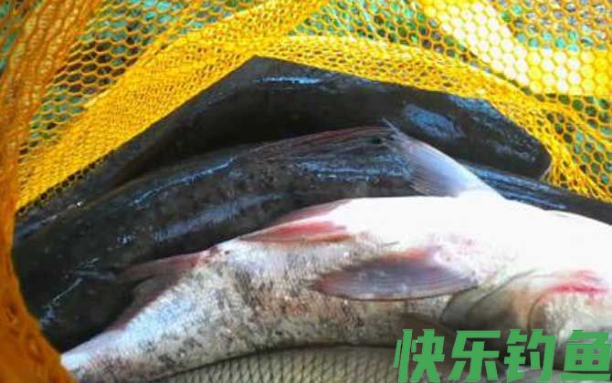 钓鳙鱼实用技巧大全(图5)