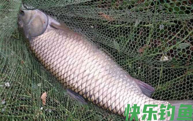 如何才能钓到大鱼？(图2)