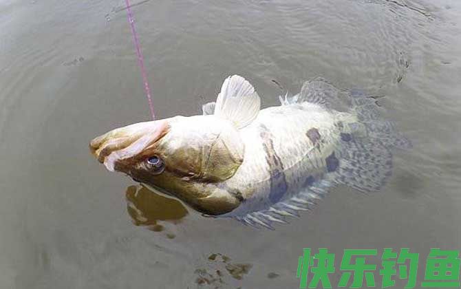 钓鳜鱼最佳时间是白天还是晚上？(图3)