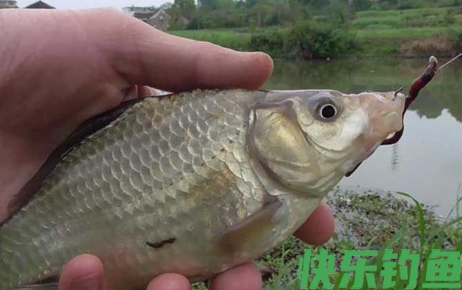 蚯蚓钓鱼怎样防止小鱼闹窝？(图2)