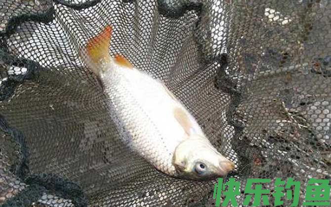 夏天钓鲤鱼钓深水还是浅水？(图1)