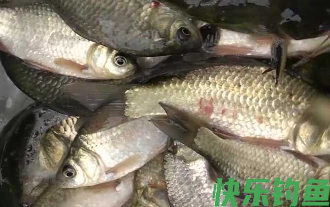 初秋降温天气好钓鱼吗?(图2) 初秋降温天气好钓鱼吗?(图2)