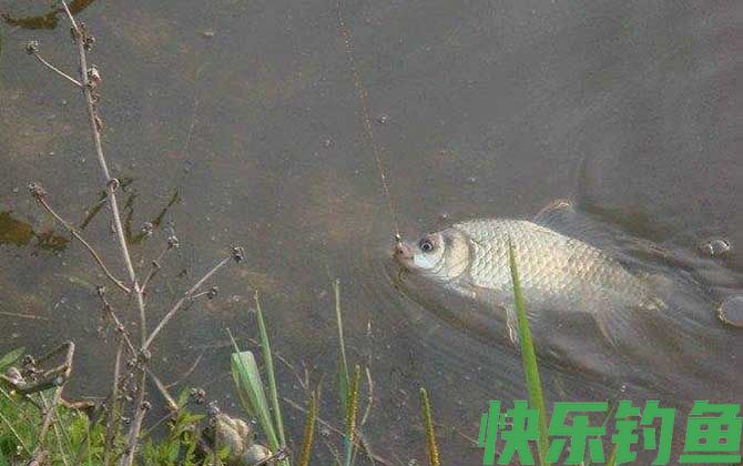 春季钓鱼最佳时间段是什么时候?(图2) 春季钓鱼最佳时间段是什么时候?(图2)