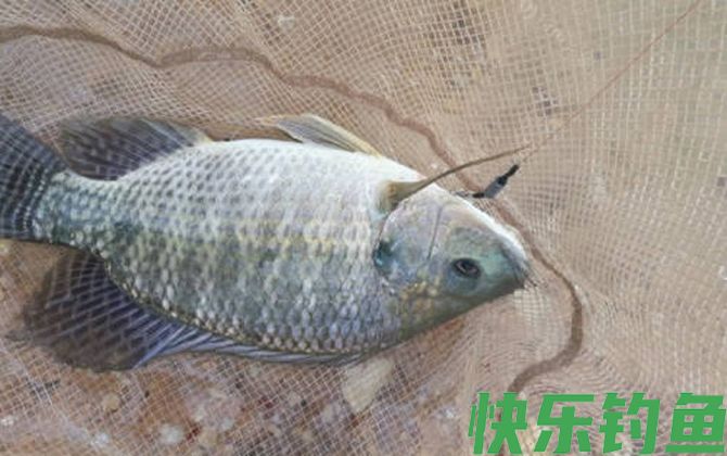 晚上钓罗非鱼可以吗?(图3) 晚上钓罗非鱼可以吗?(图3)